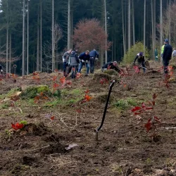 In Dunningen pflanzt das softolio-Team neue Bäume