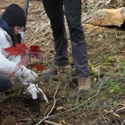 Das softfolio Team beim Aufforsten