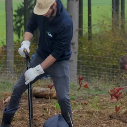 Zwei Mitarbeiter pflanzen Setzlinge